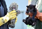 Морфа и черен меланист – представиха малките леопардчета от Зоопарка във Варна